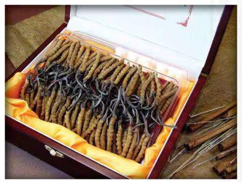 翁源冬虫夏草回收